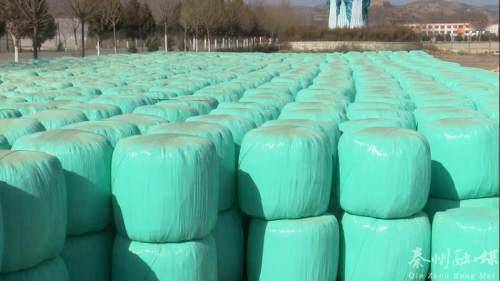 秦州多措并舉保障畜牧養殖場安全越冬 備足飼料、加固圈舍、穩供銷售