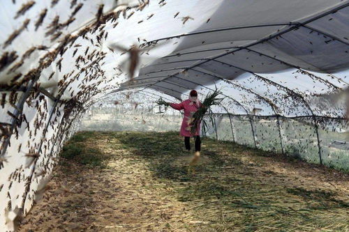 山東樂陵 螞蚱養殖助脫貧，畜牧漁業飼料銷售創新篇